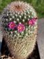 Preview: Mammillaria rekoi leptacantha
